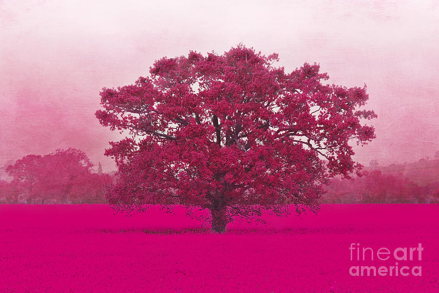 Hot Tree In A Field Of Pink Photograph by Terri Waters