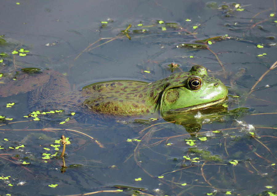 Frog Photograph - Hot Tubbin Froggie Style - Wildlife - Bull Frogs by Brooks Garten Hauschild