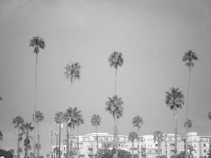 Tree Photograph - Hotel California by Melody  Glennon