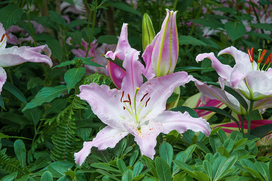 Hothouse Flowers Longwood Gardens Photograph by Bill Cannon Fine