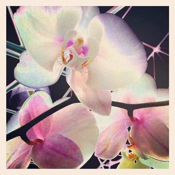 Droid Photograph - Hothouse Orchids #android #andrography by Marianne Dow