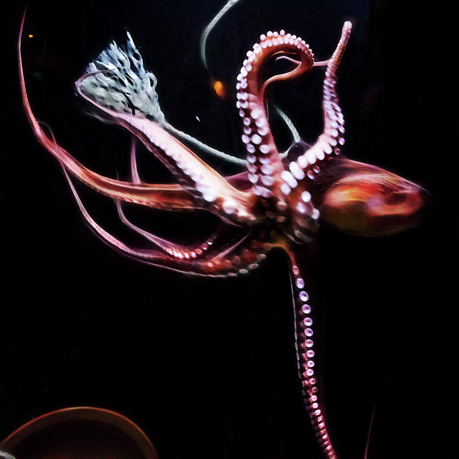 Fish Photograph - Houdini Octopus  by Miroslava Jurcik