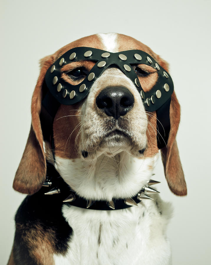 Hound In Black Mask Photograph by Darren Boucher Hound In Black Mask Photograph by Darren Boucher