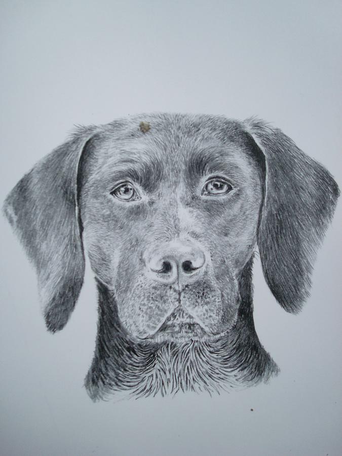 Hound Drawing by Marcella Jackson Fine Art America