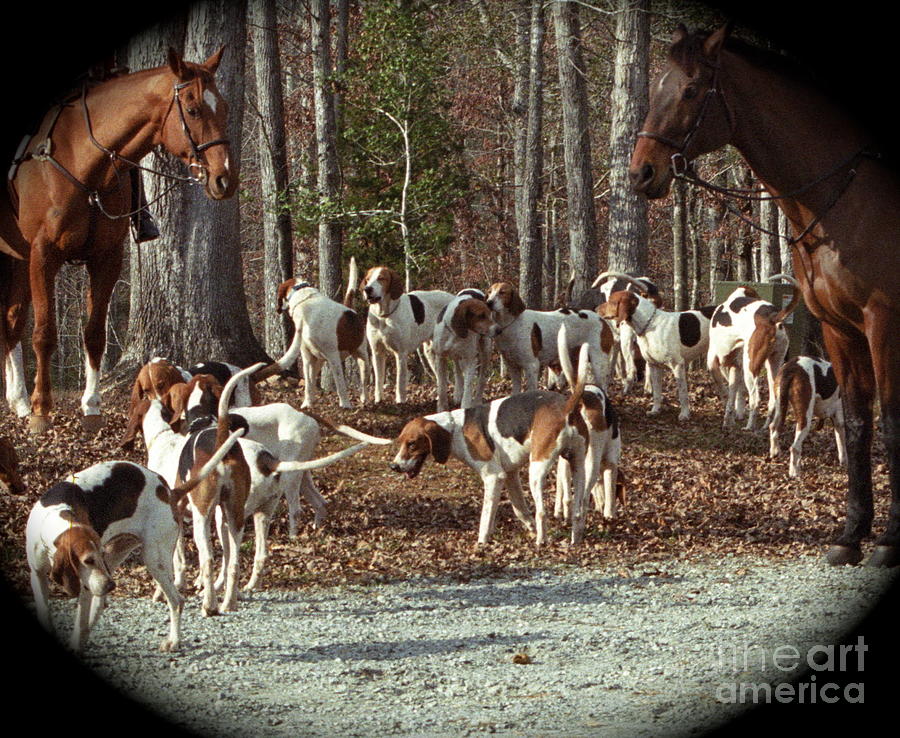 Horse Photograph - Hounds And Hooves by B Joy Morris