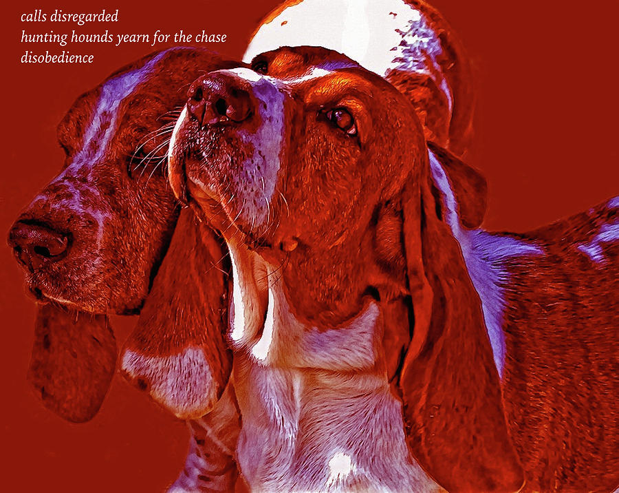 Hounds Haiku Photograph by Constantine Gregory