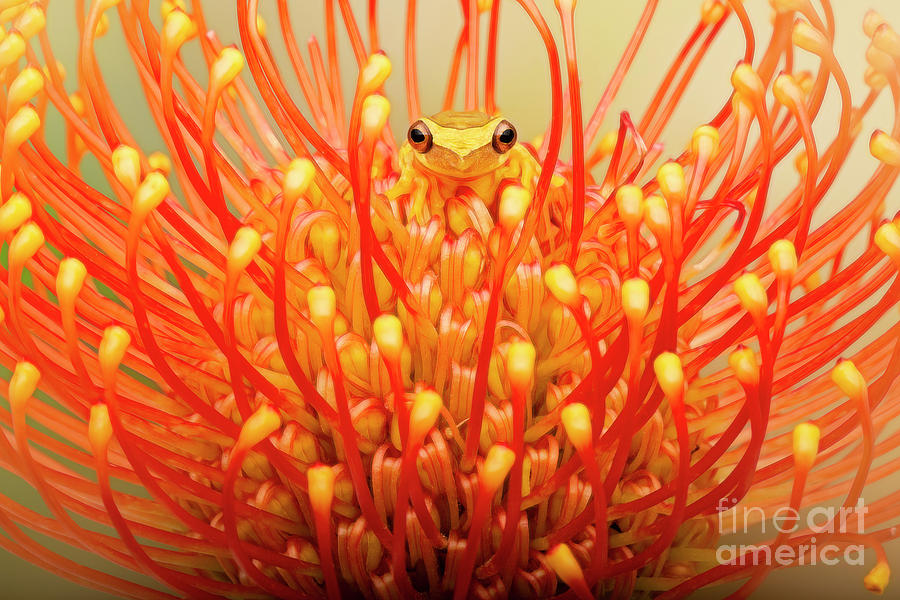 Hour Glass Frog in Protea Flower Photograph by Linda D Lester