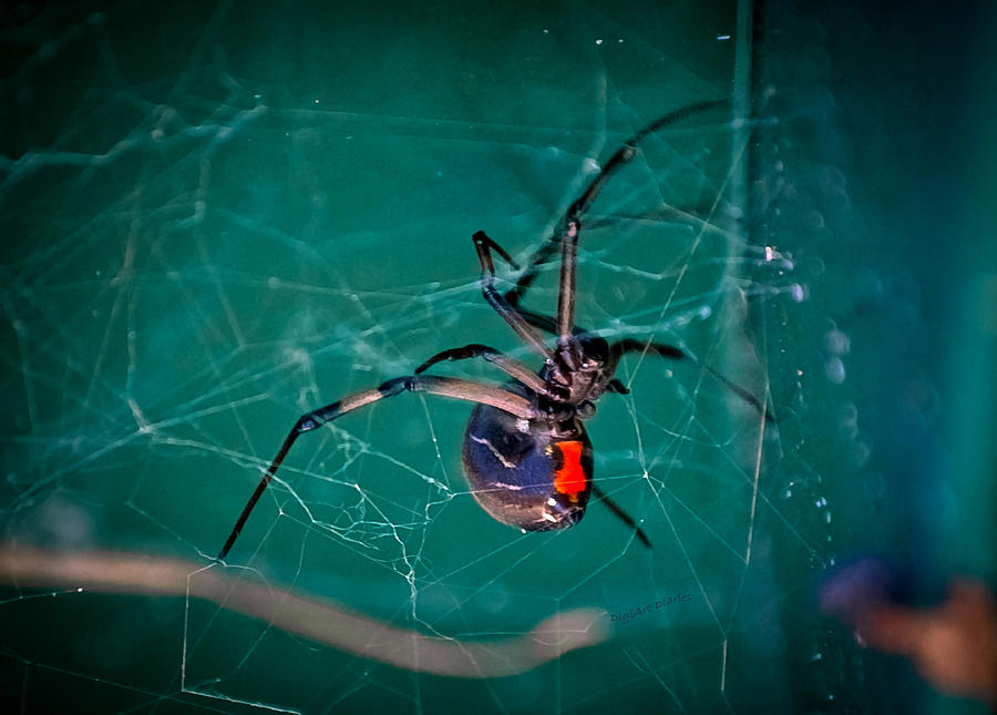 Spider Photograph - Hour Glass of Death by DigiArt Diaries by Vicky B Fuller