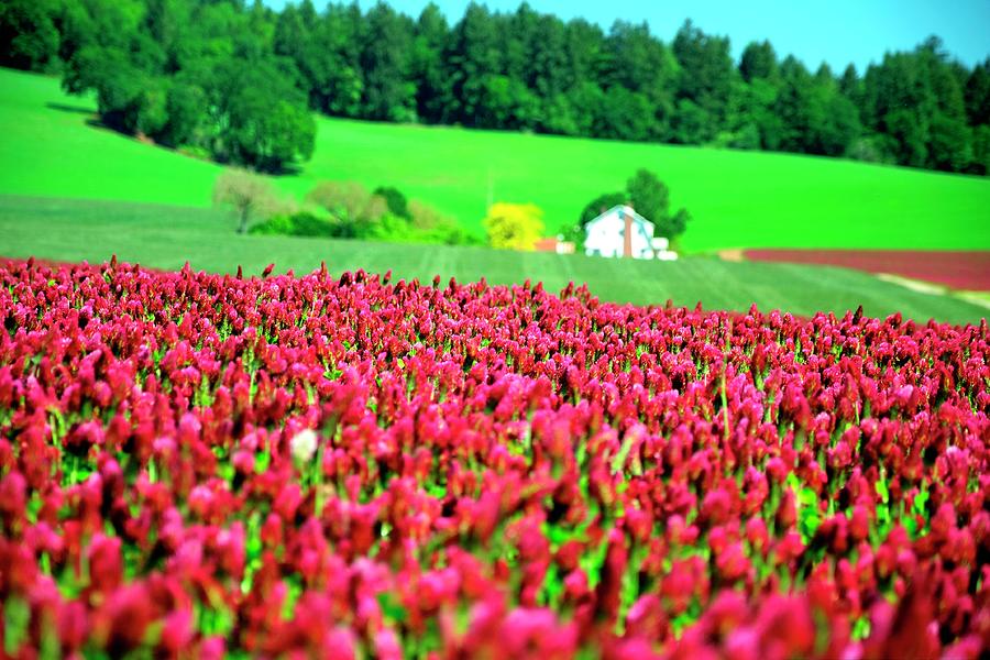 House and Clover Photograph by Jerry Sodorff