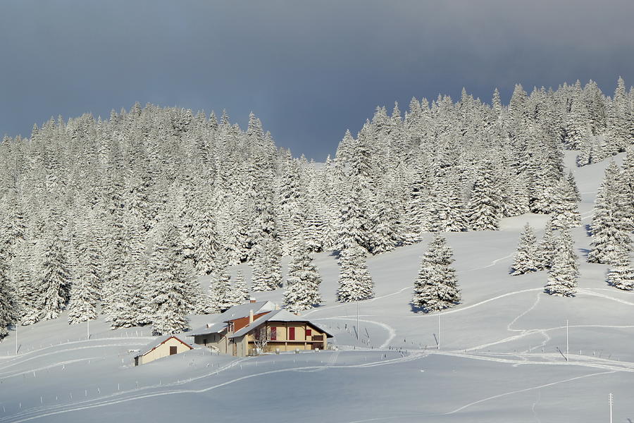 House and fir tree in winter, Jura mountain, Switzerland Photograph by Elenarts - Elena Duvernay photo