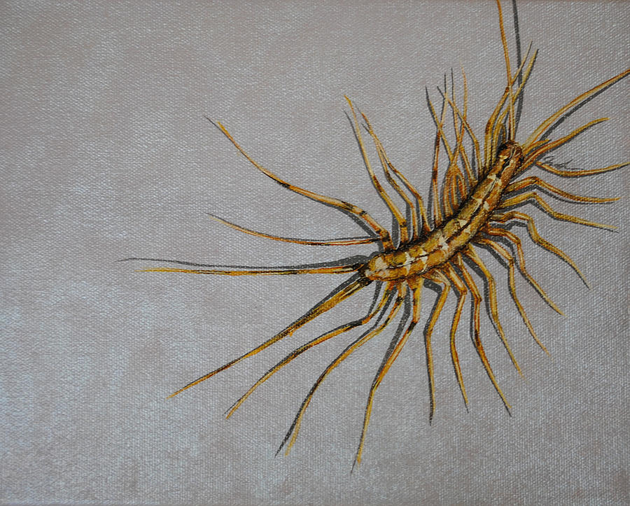 Insects Painting - House Centipede by Jude Labuszewski