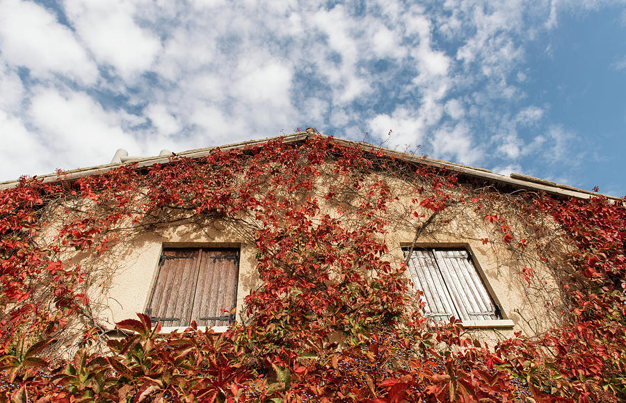 House exterior wall covered with  autumn  red foliage Photograph by Michalakis Ppalis