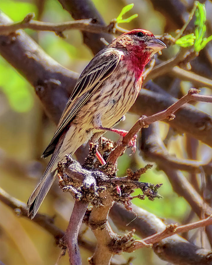 House Finch 1834 Photograph by Mark Myhaver