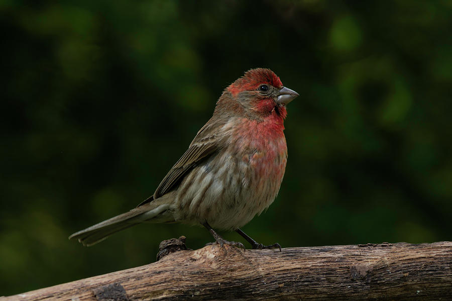 House Finch 2 Photograph by Kenneth Cole