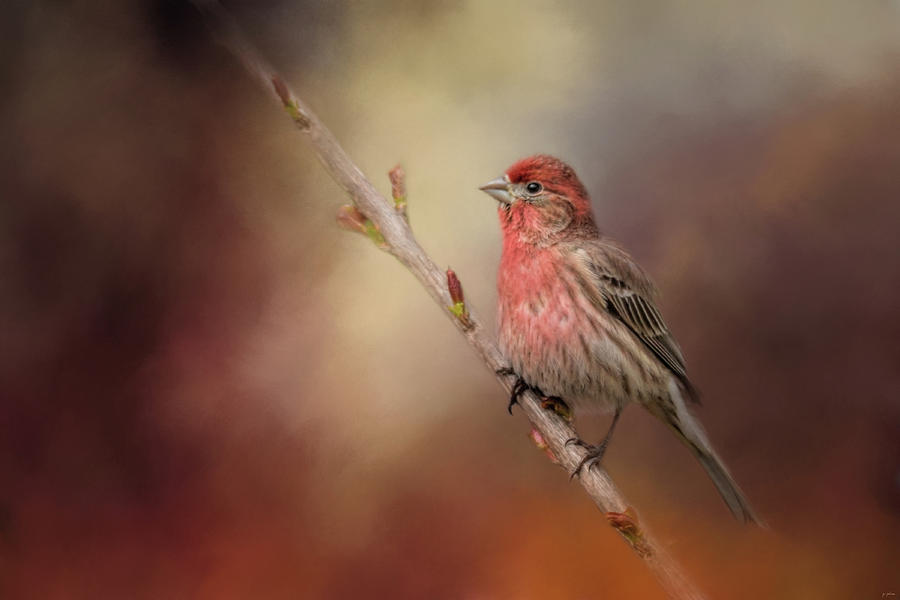 House Finch and New Blooms Photograph by Jai Johnson