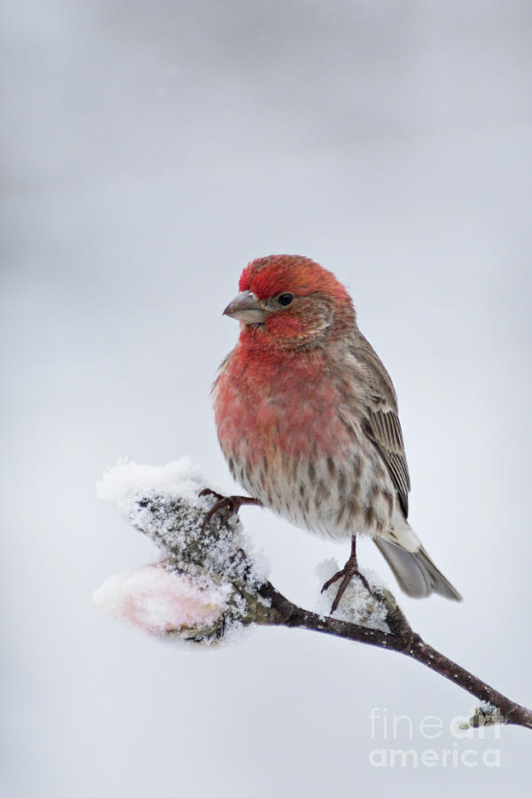 House Finch and Spring Snowfall - D010346 Photograph by Daniel Dempster