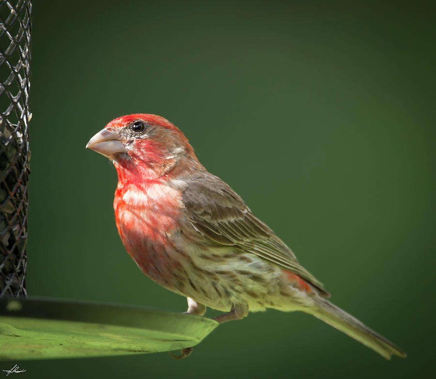Bird Photograph - House Finch at the Feeder by Phil And Karen Rispin