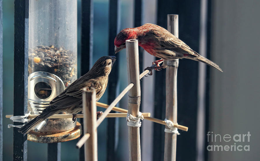 House Finch Breeding Pair Photograph by Charline Xia