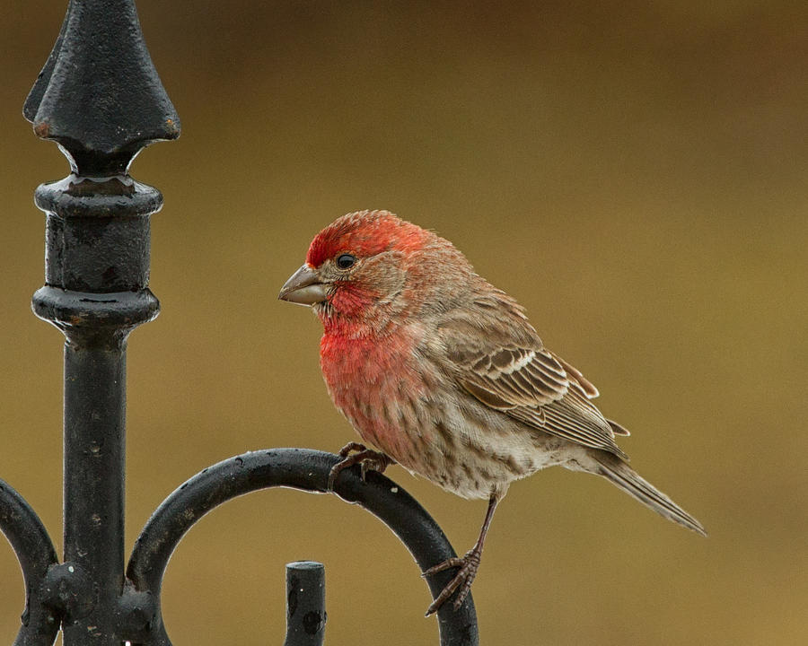 House Finch Photograph by Brian Caldwell