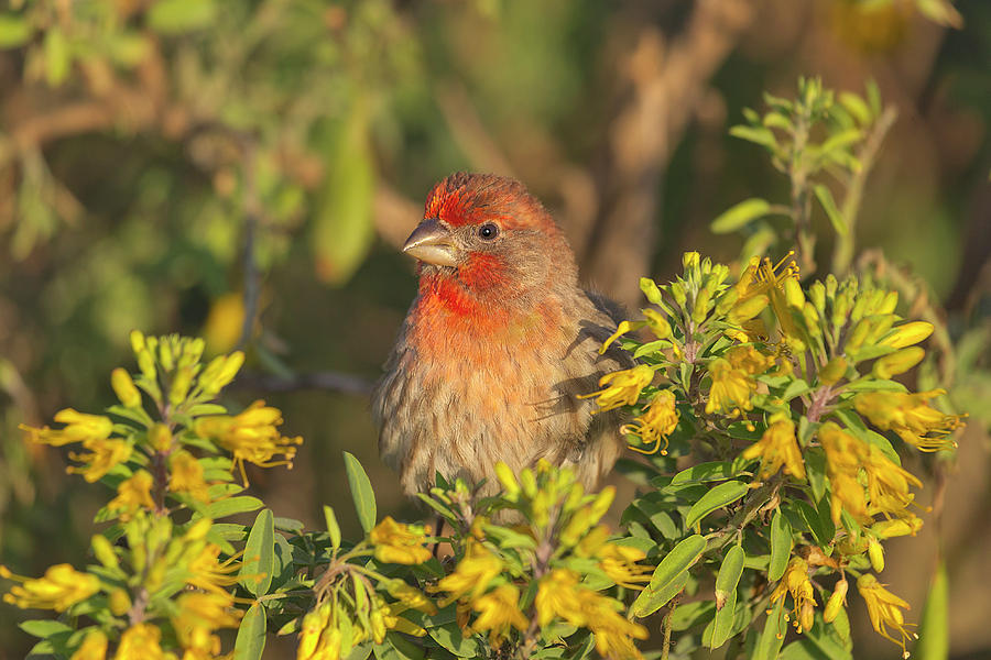 Wildlife Photograph - House Finch by Brian Knott Photography