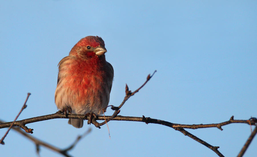 House Finch Photograph by Brook Burling