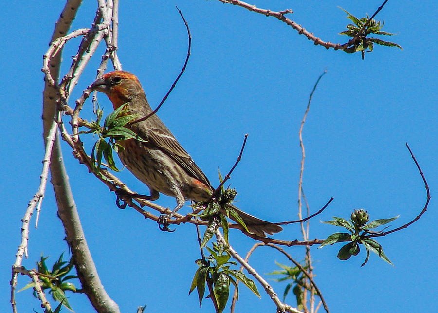 House Finch Photograph by Carl Moore
