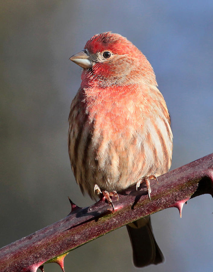 House Finch Photograph by Carl Olsen