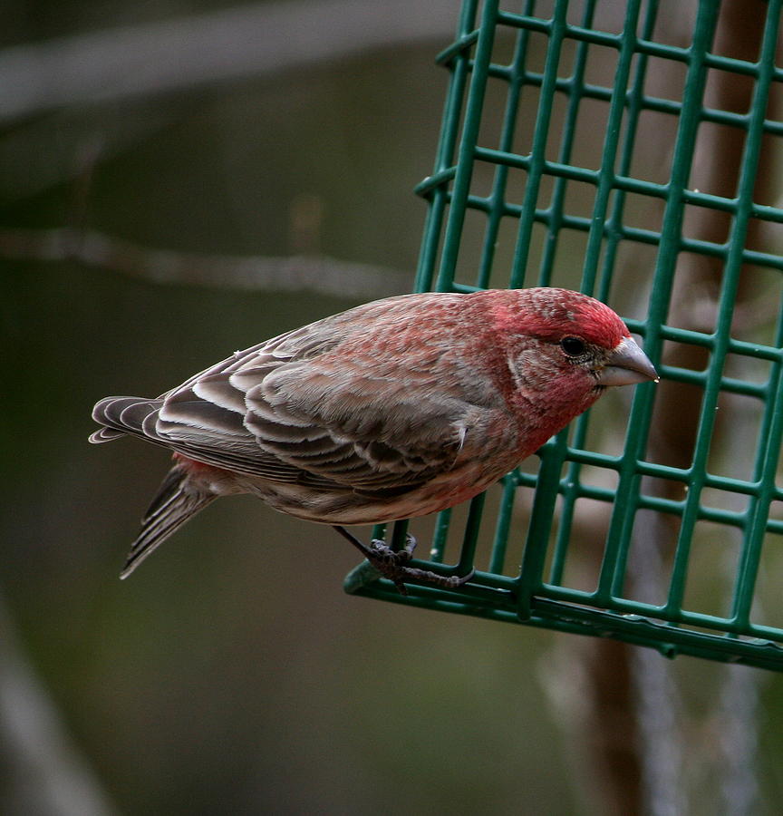 Finch Photograph - House Finch by Cathy Harper