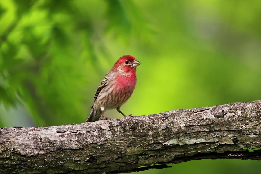 House Finch Photograph by Christina Rollo