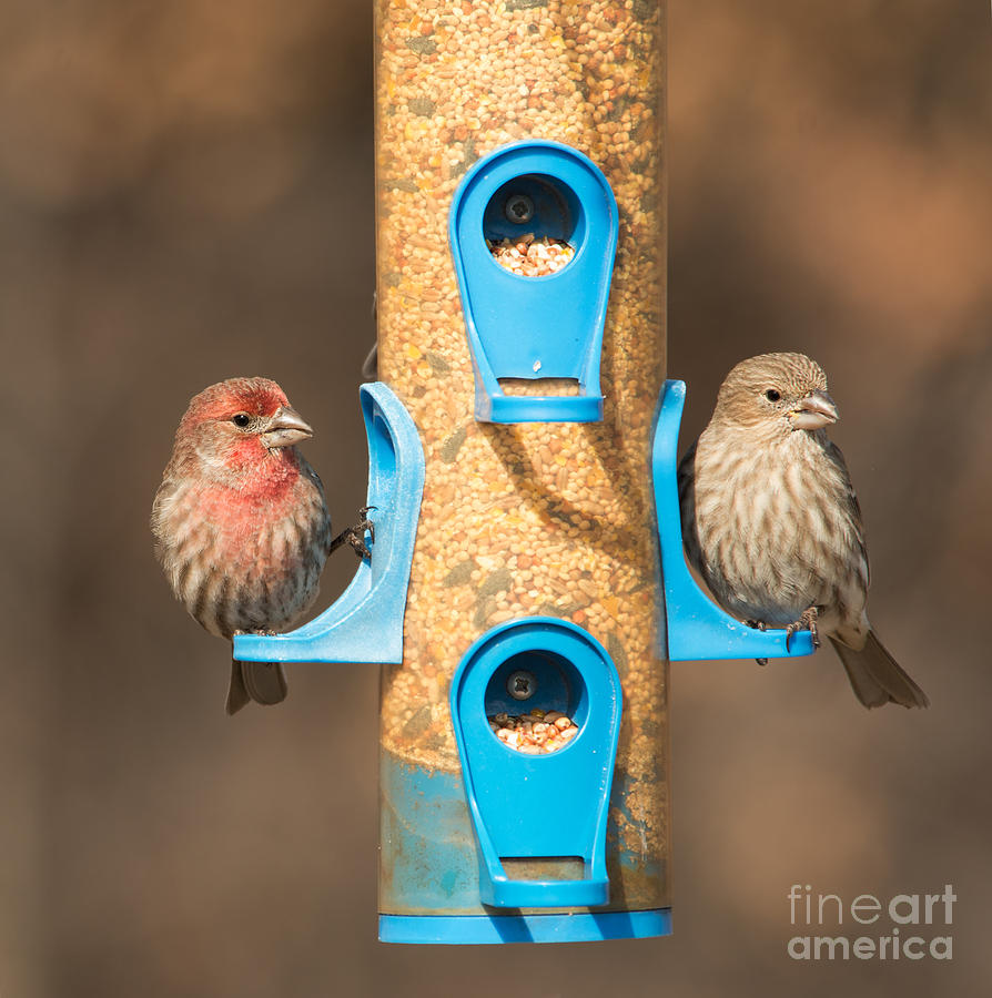 House Finch Couple Photograph by Sari ONeal