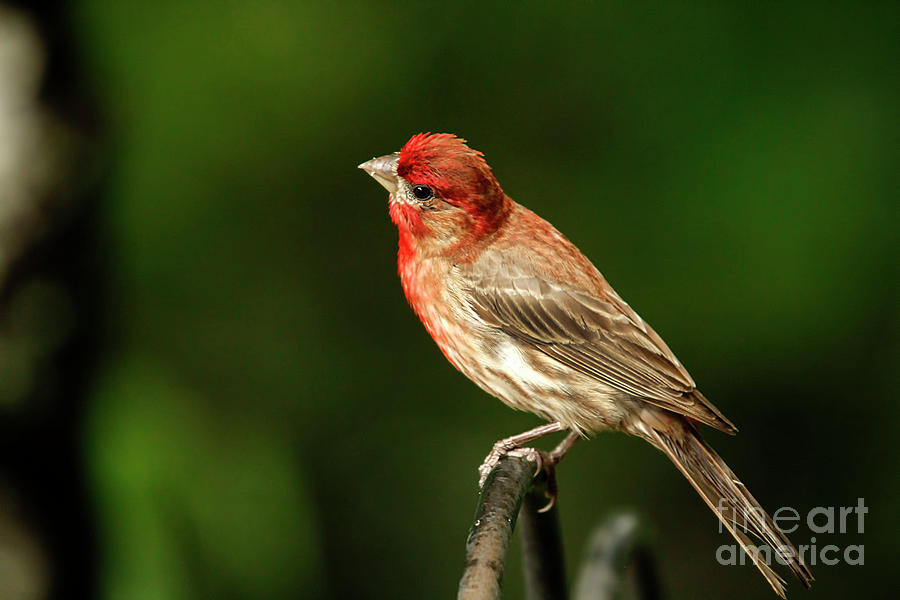 House Finch Photograph by Darren Fisher