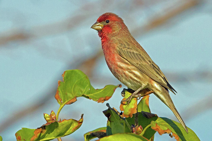 Wildlife Photograph - House Finch by David Freuthal