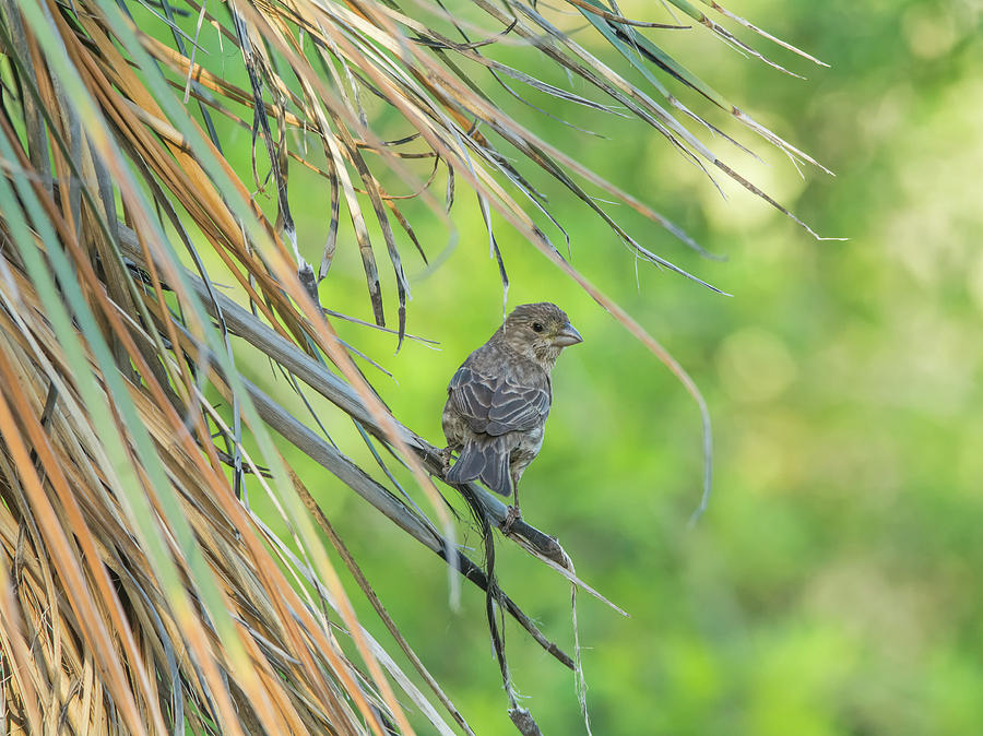 House Finch Female 1068 Photograph by Tam Ryan