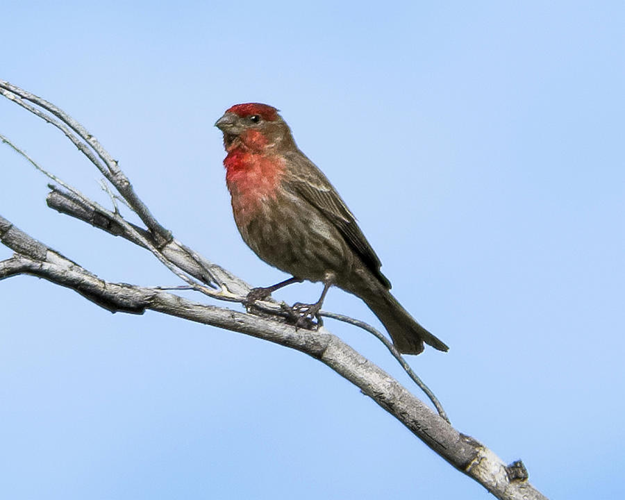 House Finch h11 Photograph by Mark Myhaver