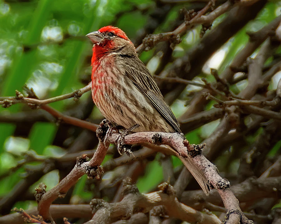 House Finch h1833 Photograph by Mark Myhaver