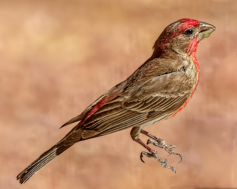House Finch h1859 Photograph by Mark Myhaver