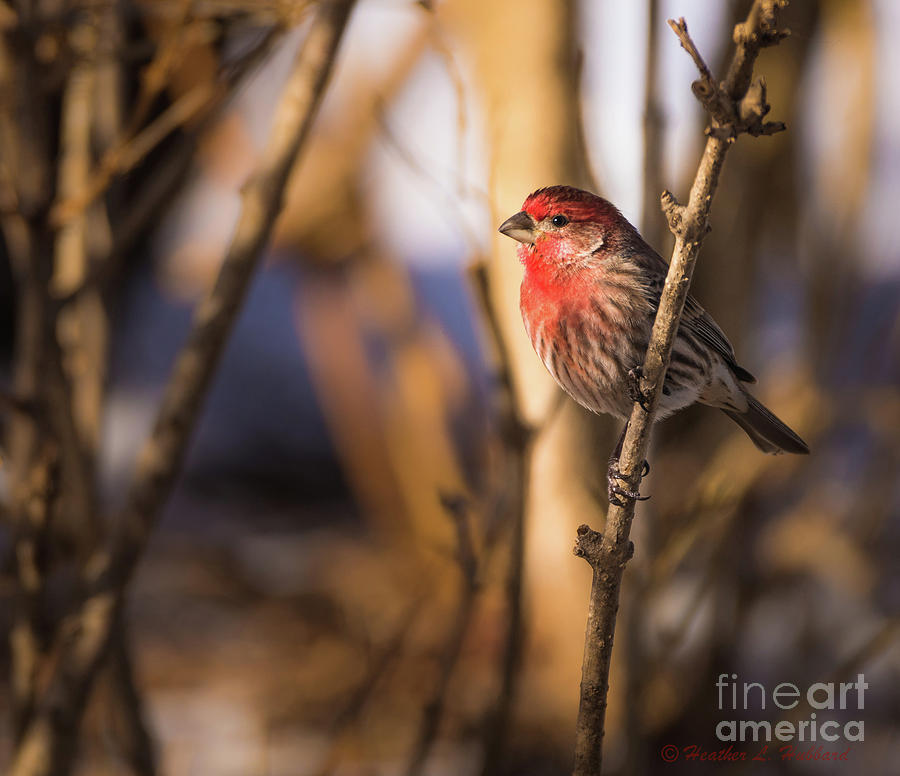 House Finch Photograph by Heather Hubbard