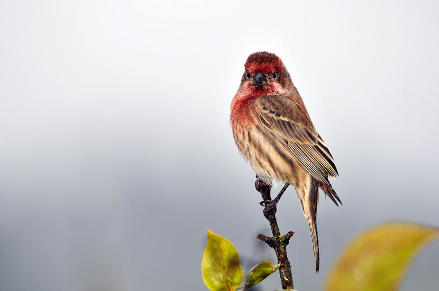 Finch Photograph - House Finch in Autumn Rain by Laura Mountainspring