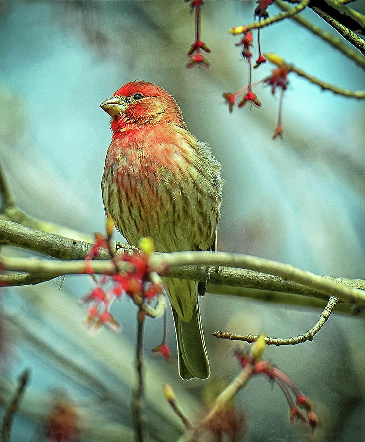 House Finch In Spring Photograph