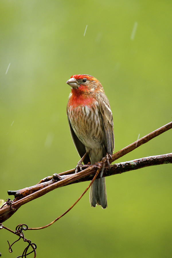 House Finch Bird in the Rain Photograph by Christina Rollo