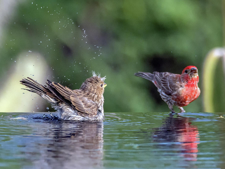 House Finch Juvenile and Adult Photograph by Tam Ryan