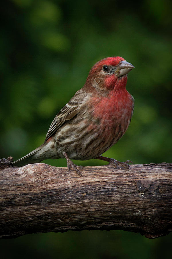 House Finch Photograph by Kenneth Cole