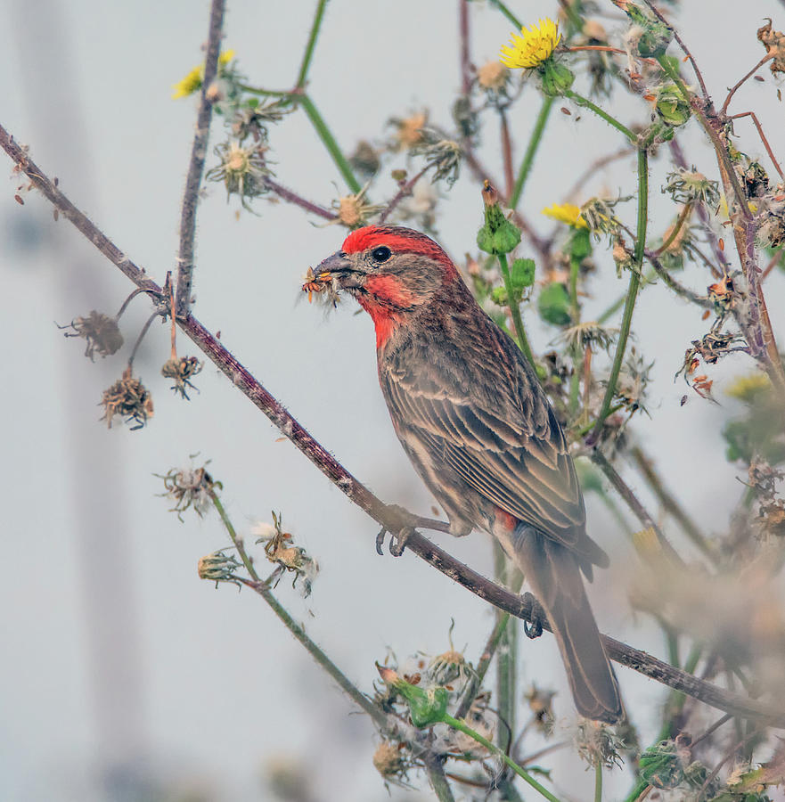 House Finch Male 5060-040618-1cr Photograph by Tam Ryan