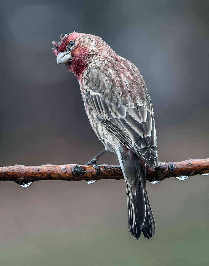 House Finch Male After Rain Photograph by William Bitman