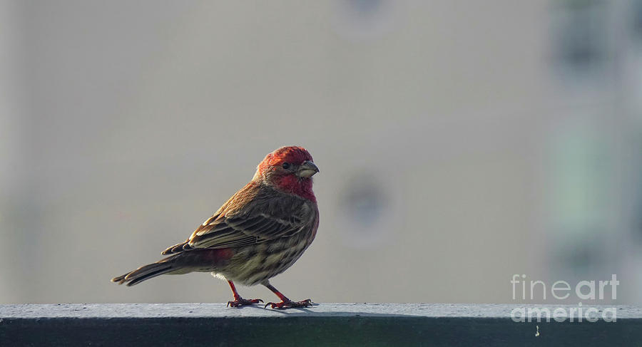 House Finch Male Bird Photograph by Charline Xia