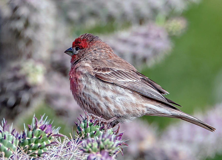 House Finch Male Photograph by Tam Ryan