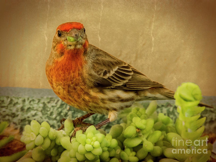 House Finch Photograph by Mariola Bitner