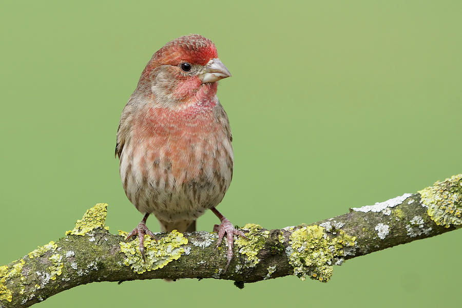 Finch Photograph - House Finch by Mark Hryciw