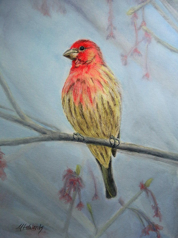 House Finch Painting by Marna Edwards Flavell