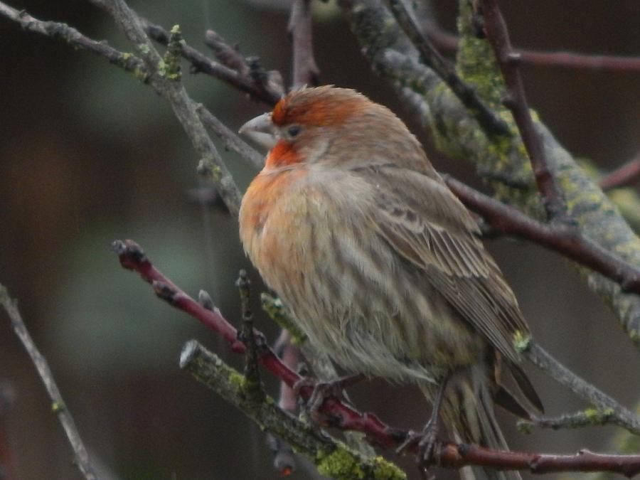 House Finch on a Rainy Day Photograph by Glen Faxon
